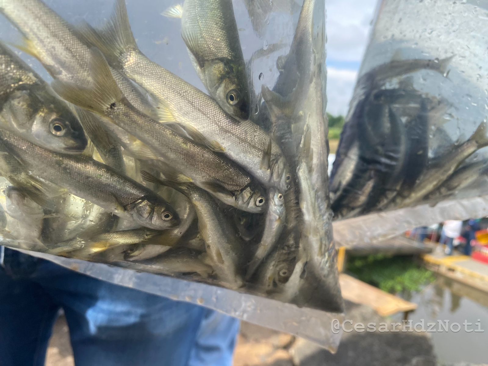 WhatsApp Image 2024-09-24 at 17.03.51.jpeg